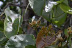 Eriolaena hookeriana